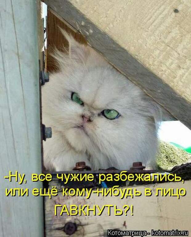 Котоматрицы (картинки с надписями)