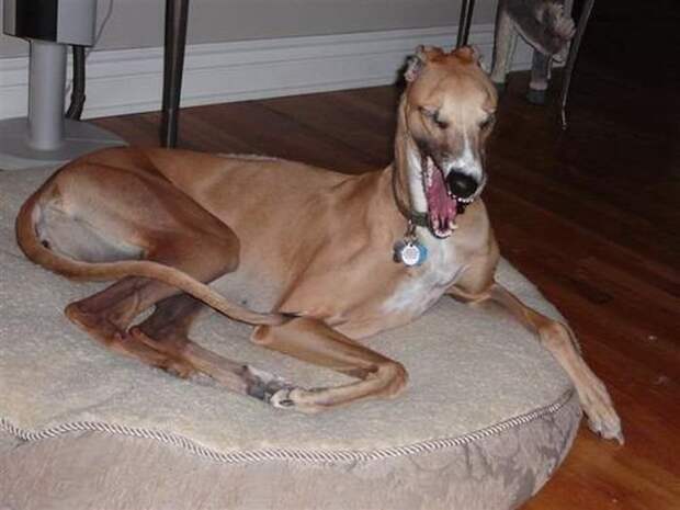 zhivotnye-chihayuschie-kartinki-koshki-sobaki-smeshnye-zhivotnye-kote