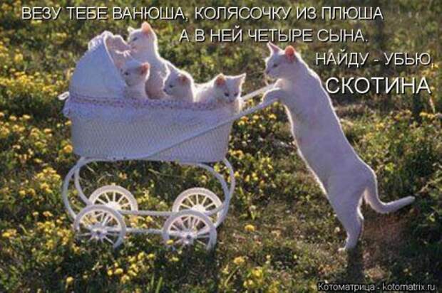Новые смешные котоматрицы (36 шт)