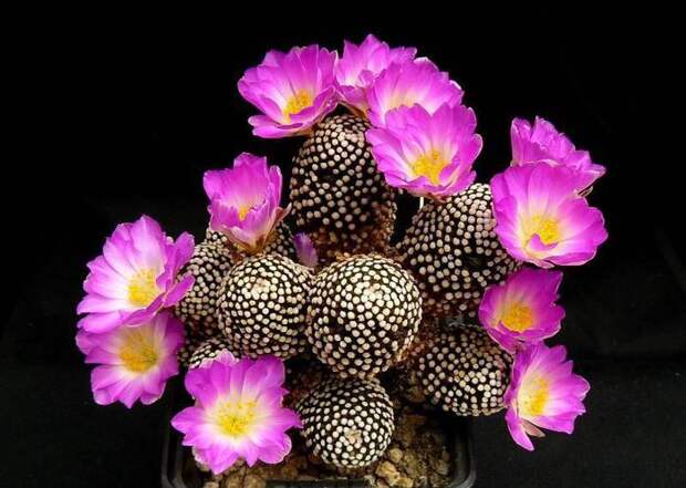 Цветущие кактусы... притча о Кактусе и прекрасной Роз. Обсуждение на LiveInternet - Российский Сервис Онлайн-Дневников