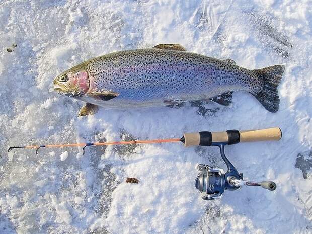 Кроме щуки, окуня и осетра, радужная форель и палия — основные трофеи на зимнеи рыбалке.