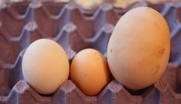 ТВ-Галичина инструктирует: Закупайте яйца не десятками, а килограммами!