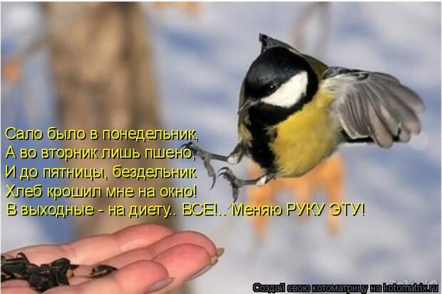 Котоматрица: Сало было в понедельник, А во вторник лишь пшено, И до пятницы, бездельник Хлеб крошил мне на окно! В выходные - на диету.. ВСЕ!.. Меняю РУКУ ЭТУ!