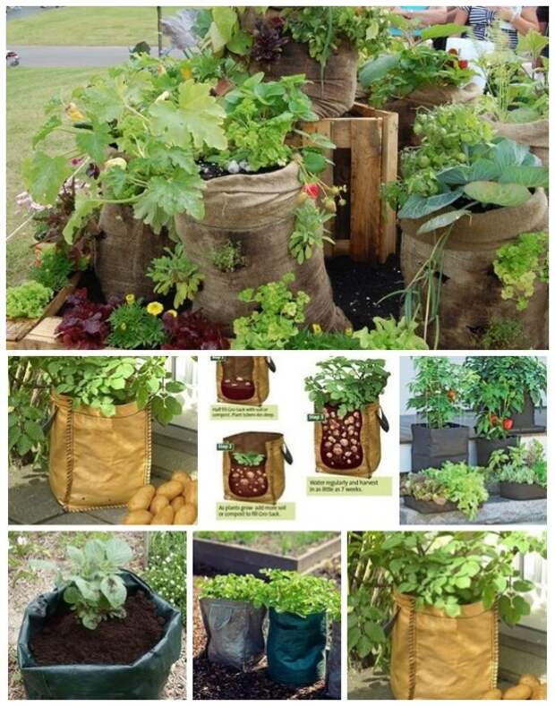 Выращивание овощей в мешках с почвосмесью.