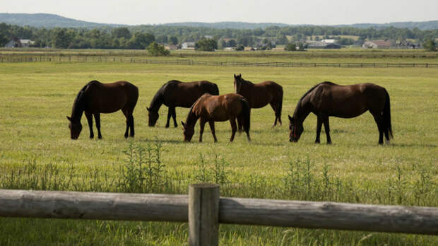 В двух селах Алтайского края ввели карантин из‑за инфекционной анемии лошадей