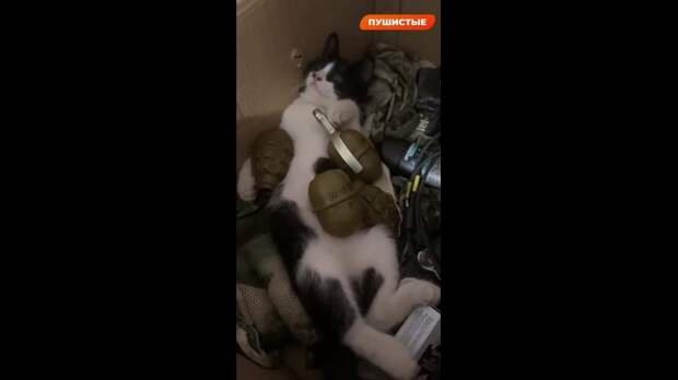 Video: Клип @donetskdnr_vk