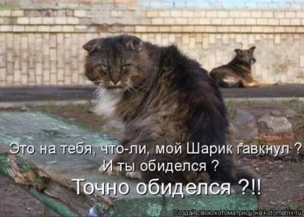 Прикольные животные, котоматрица