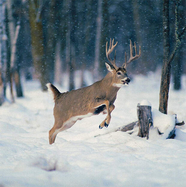 животные, звери зимой картинки видео фото