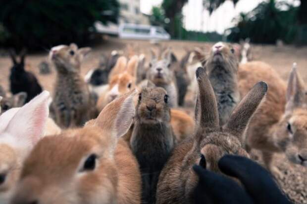 Японский остров, который находится под властью кроликов
