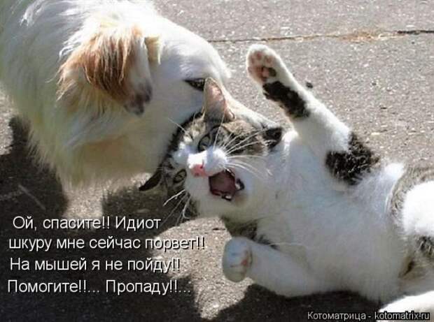 Лучшие котоматрицы недели (50 фото)