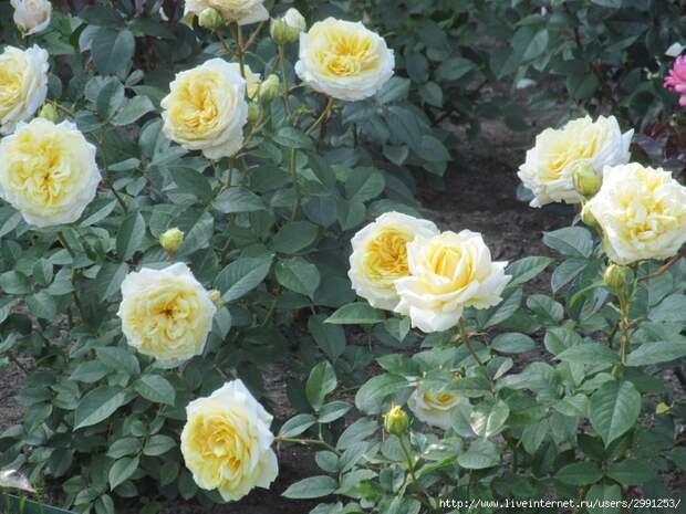 IMG_2755 (700x525, 269Kb)