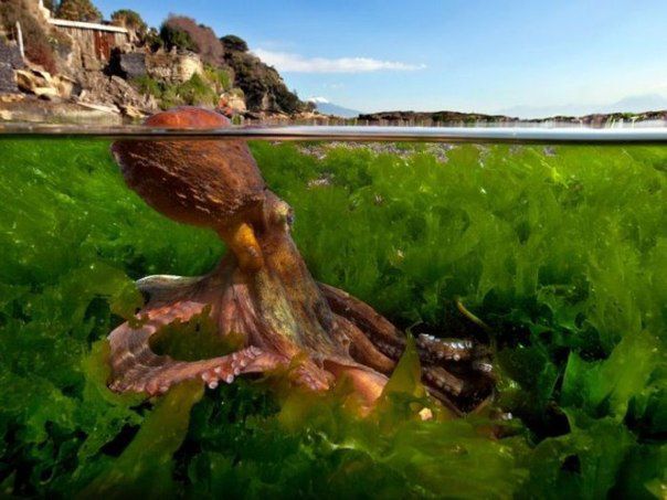 На границе двух стихий На границе двух стихий природа, море, морская жизнь, красота, фото