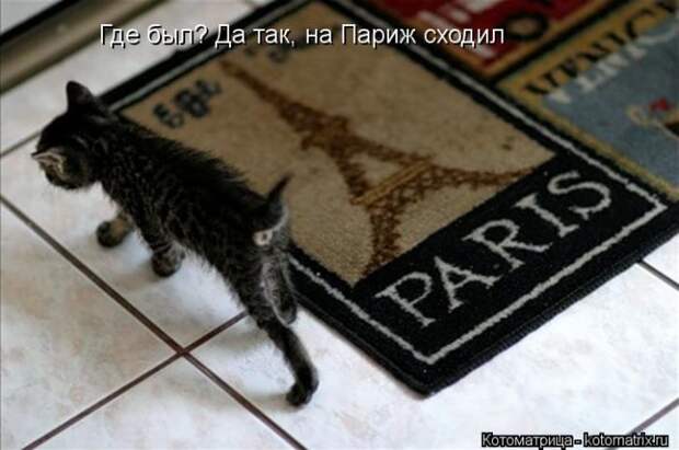 Лучшие котоматрицы недели Лучшие котоматрицы недели