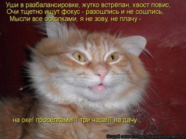 Котоматрицы (картинки с надписями)