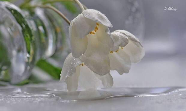 НЕЖНЕЕ НЕЖНОГО ... ФОТОГРАФ ТАТЬЯНА ОБРАЗ НЕЖНЕЕ НЕЖНОГО ... ФОТОГРАФ ТАТЬЯНА ОБРАЗ