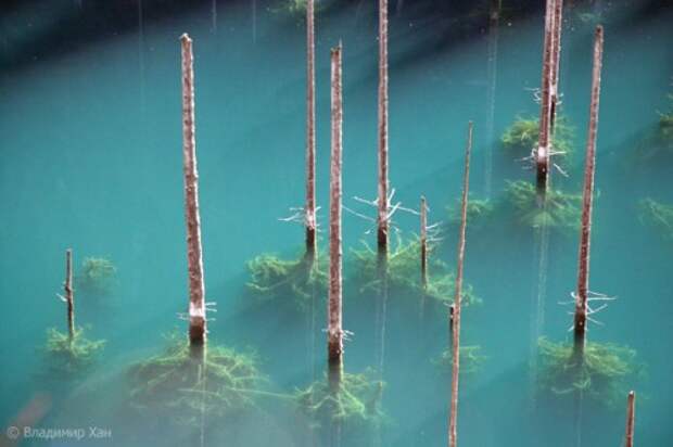 Подводный лес озера Каинды