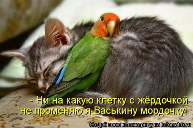 Котоматрицы(картинки с надписями)