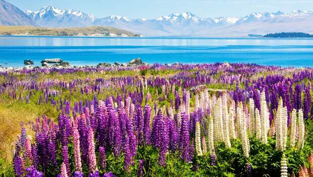 Tekapo11 Tekapo11 Красочное цветение люпинов на озере Текапо