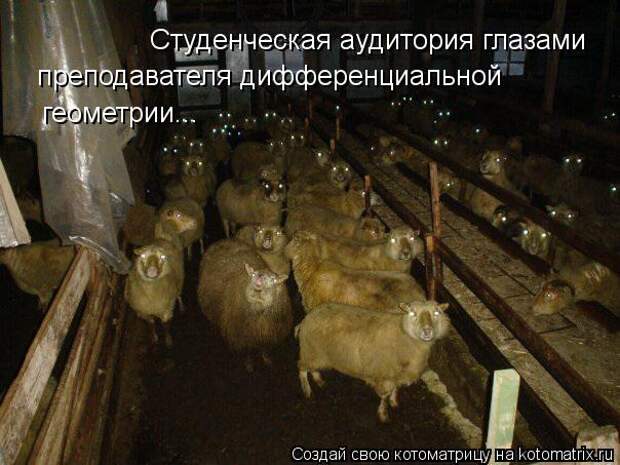 Котоматрица: Студенческая аудитория глазами преподавателя дифференциальной  геометрии...