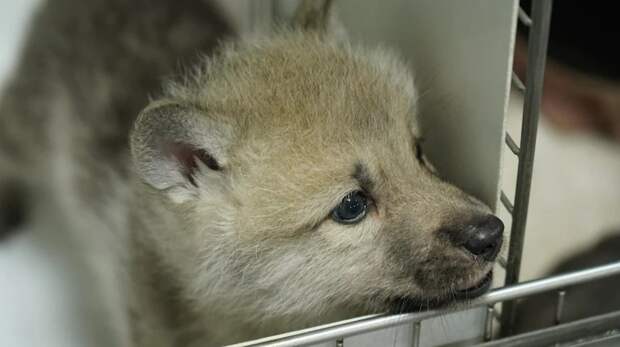 Китайские ученые впервые клонировали арктического волка