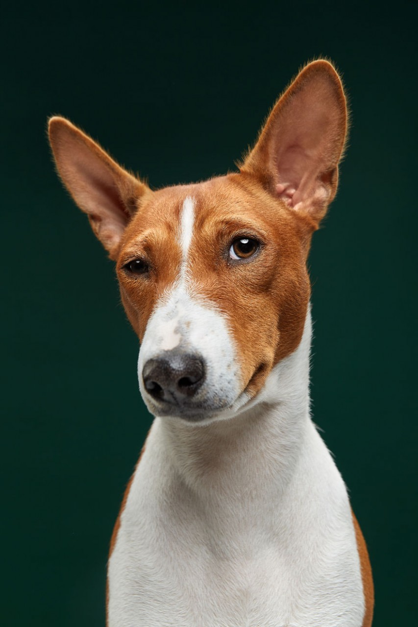 Fiji, The Basenji. Isn't It Ironic, Don't You Think?