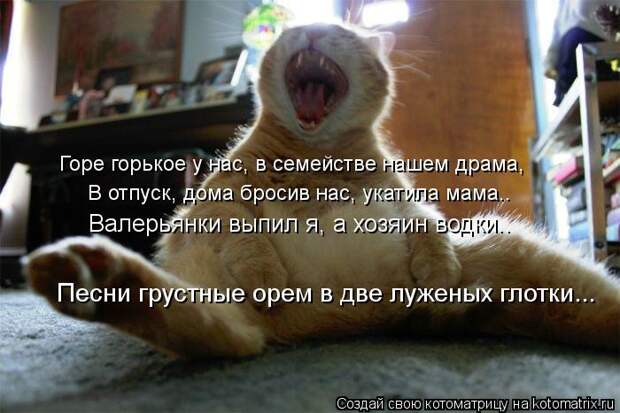 Котоматрица: Горе горькое у нас, в семействе нашем драма, В отпуск, дома бросив нас, укатила мама.. Валерьянки выпил я, а хозяин водки.. Песни грустные орем 