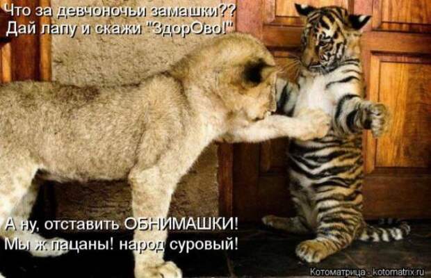 Котоматрицы (картинки с надписями)