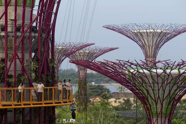 Супердеревья в садах "Gardens By The Bay", Сингапур