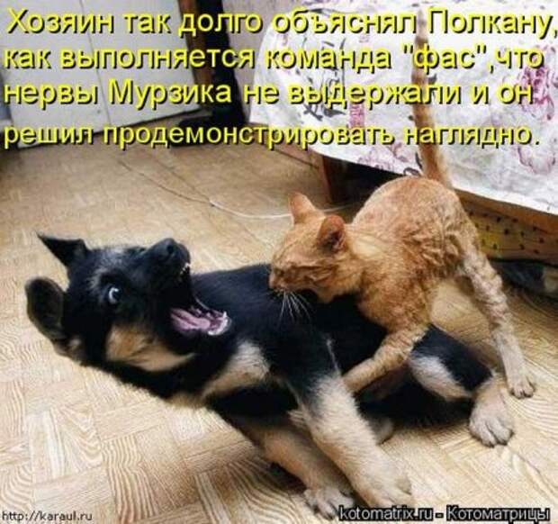 Котоматрица для ночных посетителей Поржать.ру