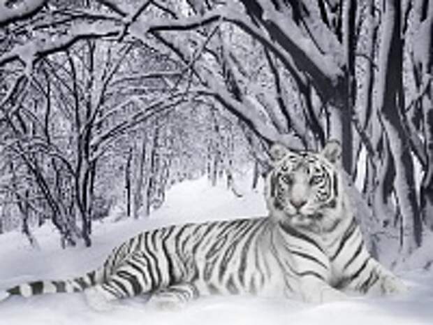 Любимые коте:) 7