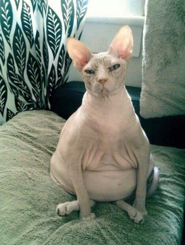 Животик, грудь все при ней! Животик, грудь все при ней!