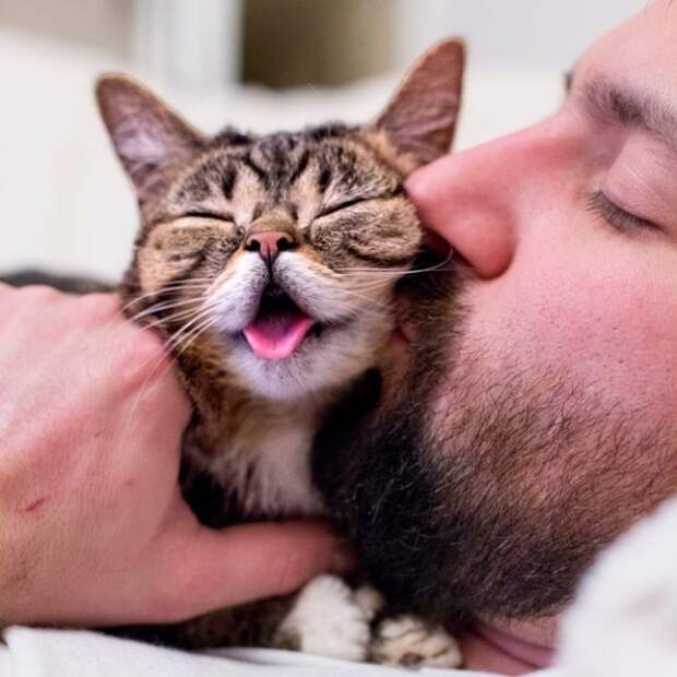 50 поразительных фактов о котиках
