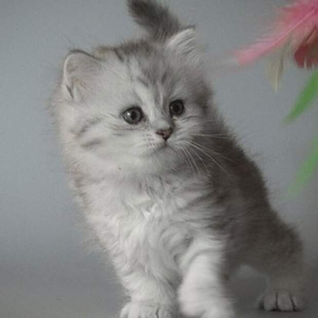 котенок