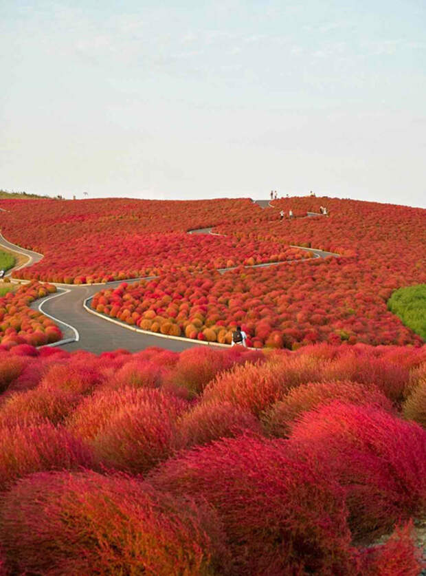 NewPix.ru - «Hitachi Seaside Park» сад цветов в Японии