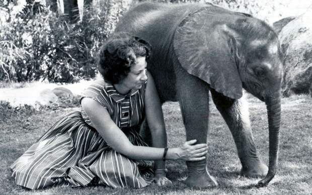 О безграничной любви между человеком и слонами: фото женщины, которая всю жизнь спасала животных от жестокой смерти
