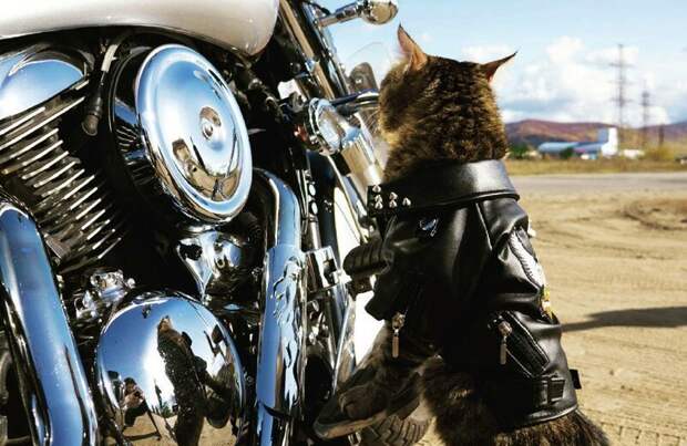 Крутость некоторых котов просто зашкаливает! животные, кот байкера, кот на мотоцикле, коты, кошки, мото