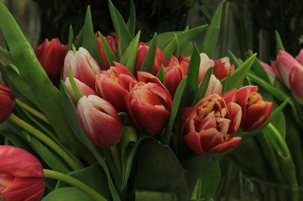 Ветерана Великой Отечественной поздравили со 101-летием в Петроградском районе