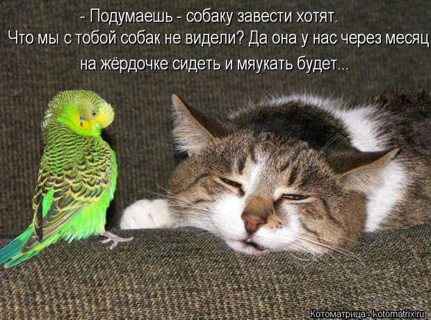 Котоматрица: Что мы с тобой собак не видели? Да она у нас через месяц - Подумаешь - собаку завести хотят. на жёрдочке сидеть и мяукать будет...