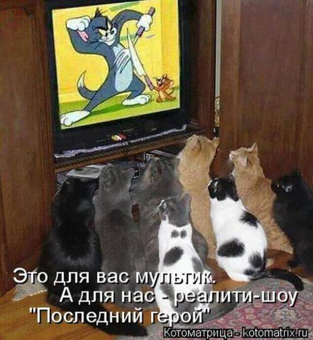 Котоматрицы (картинки с надписями)