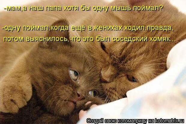 Лучшие котоматрицы недели  