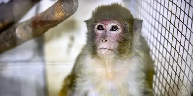 Всероссийская акция по сбору помощи зоопаркам Донбасса и Украины стартовала в Москве