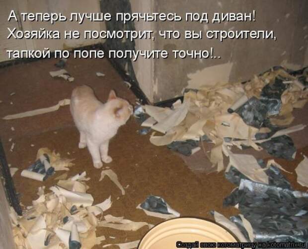 Лучшая котоматрица недели (32 фото)