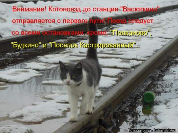 Новые котоматрицы с классным задором (30 фото)
