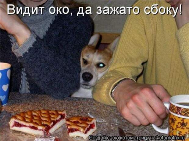 Котоматрицы (забавные картинки с надписями)