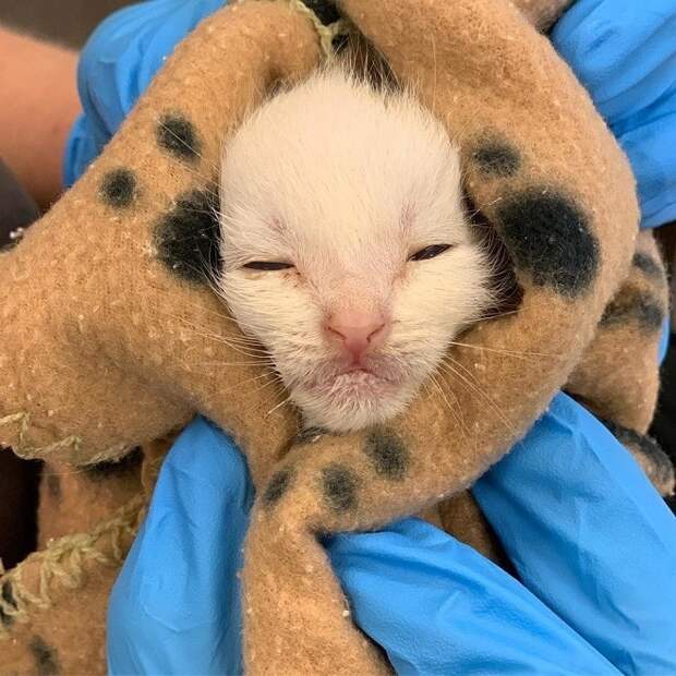 Больной котенок Белый котенок