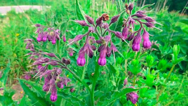 Лекарственное растение Окопник (Symphytum officinale)