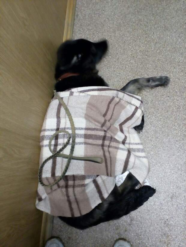 щенок в одеяле