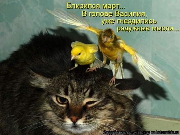 Лучшие котоматрицы недели (50 фото)