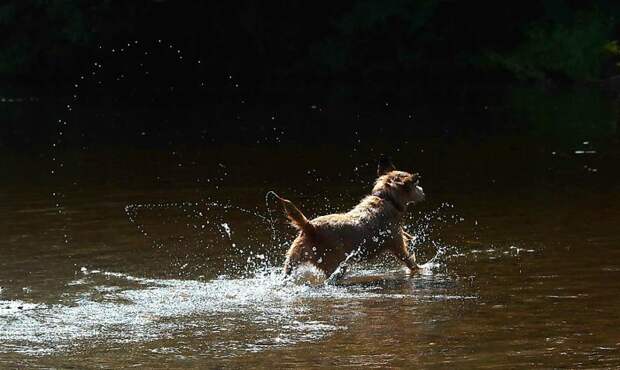 Терьер играет в охоту весело, вода, животные, забавно, мило, собаки, собачьи игры, фото
