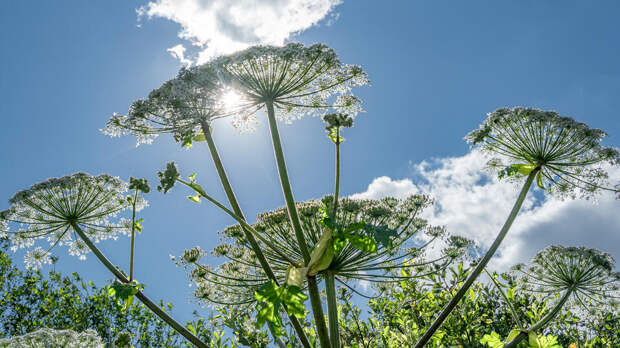 Дачников Подмосковья предупредили о крупных штрафах за борщевик